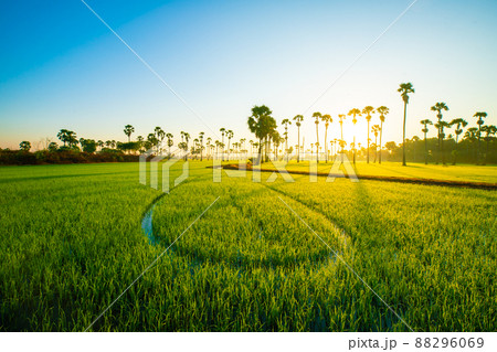Green rice plantation. field sunrise morning fog 88296069