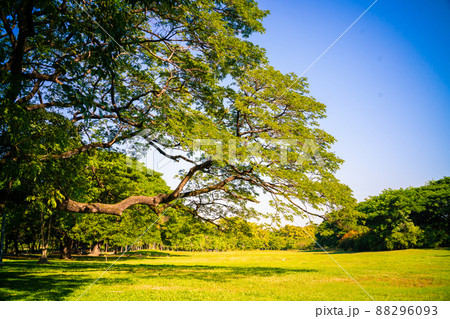 Green tree forest in city park with sunnny day light Green tree forest in city park with sunnny day light 88296093