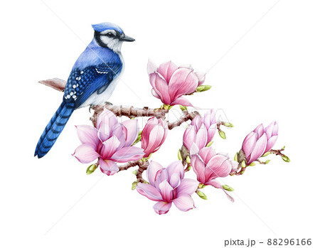 Blue jay bird on magnolia blooming branch. Watercolor illustration. Real watercolor spring illustration. Bright forest bird with tender spring pink blossoms. Beautiful spring time decoration 88296166