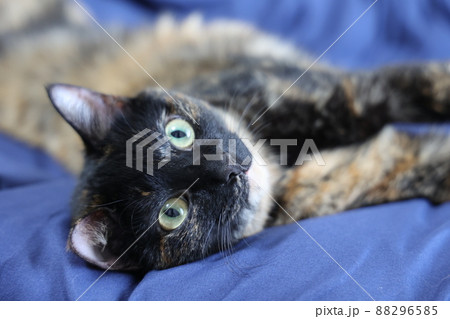 ベッドの上でくつろぐ猫 88296585