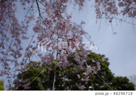 枝垂桜 88296718