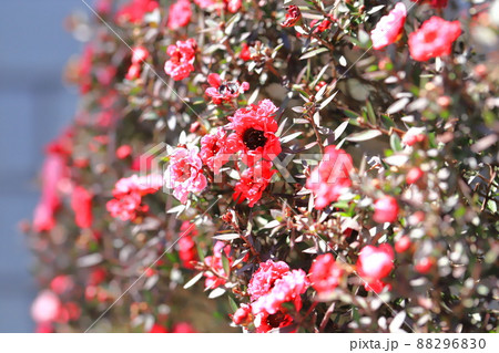 御柳梅(ギョリュウバイ)の花 御柳梅(ギョリュウバイ)の花 88296830