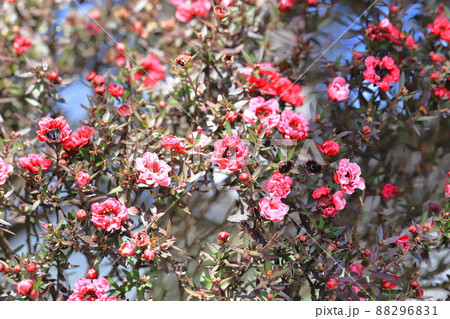 御柳梅（ギョリュウバイ）の花 88296831