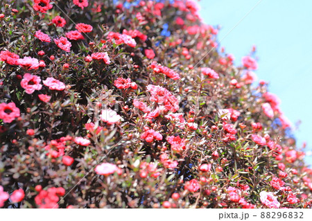 御柳梅(ギョリュウバイ)の花 御柳梅(ギョリュウバイ)の花 88296832