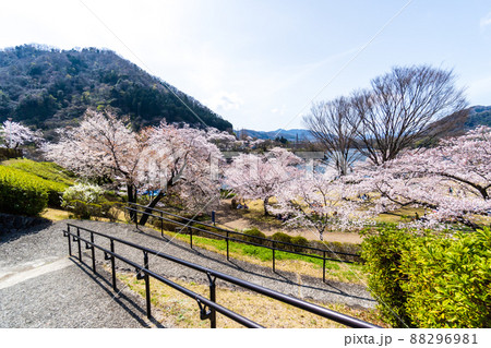 神奈川県　春の津久井湖城山公園 88296981