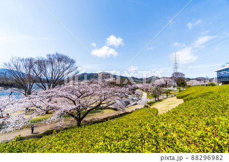 神奈川県　春の津久井湖城山公園 88296982