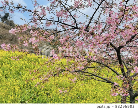 閏住の菜の花畑に咲く桜 88296983
