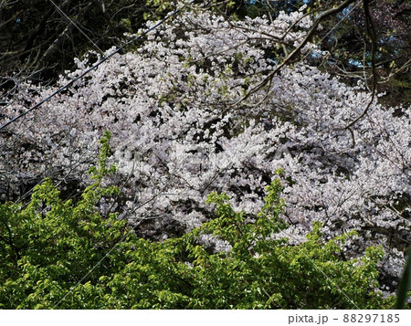 サクラ サクラ 88297185