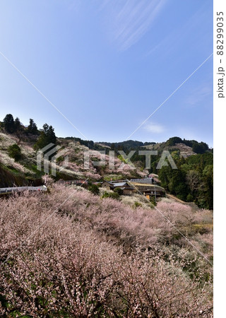 賀名生梅林の朝 88299035