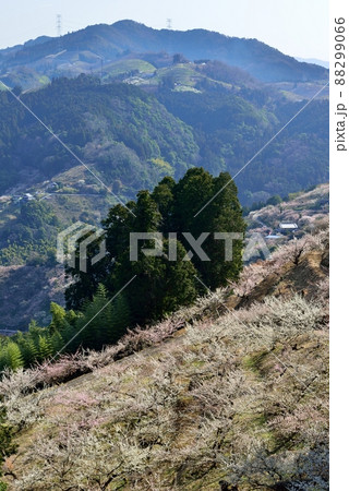 賀名生梅林の朝 賀名生梅林の朝 88299066
