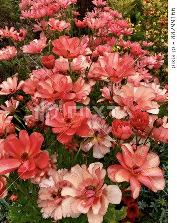 花壇に咲く朱色の花 花壇に咲く朱色の花 88299166