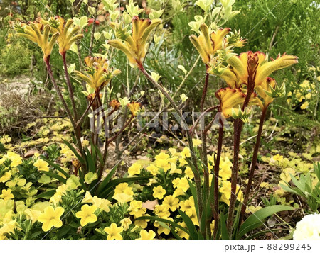 花壇に咲く黄色の花 花壇に咲く黄色の花 88299245