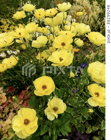 花壇に咲く黄色の花 88299246