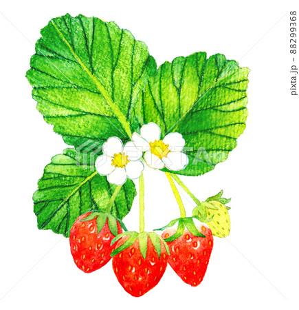 イチゴの果実・花・葉っぱのイラスト フルーツの手描き水彩イラスト素材 イチゴの果実・花・葉っぱのイラスト フルーツの手描き水彩イラスト素材 88299368