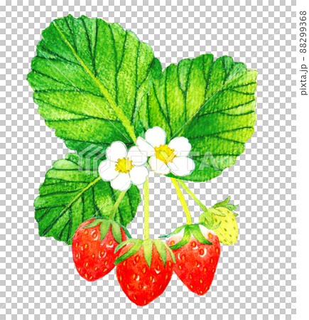 草莓水果、花朵和葉子的插圖 水果手繪水彩插圖素材 88299368