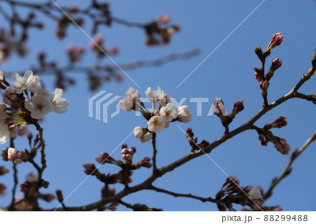 日本の早春の公園に咲くソメイヨシノ（サクラ）の花の開花の様子 88299488