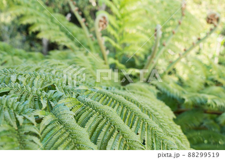 奄美大島の高知山展望台に生えるヒカゲヘゴ 奄美大島の高知山展望台に生えるヒカゲヘゴ 88299519