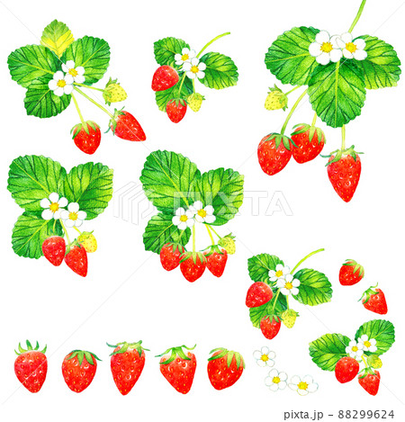 イチゴの果実・花・葉っぱの水彩イラスト素材集　フルーツの手描きイラストセット 88299624