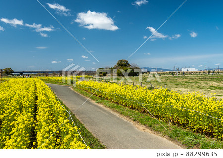 淀川河川公園の花壇に咲くナノハナ　寝屋川市 88299635