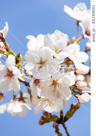 EOSRP.広島福山、ソメイヨシノは白桜。 EOSRP.広島福山、ソメイヨシノは白桜。 88299691