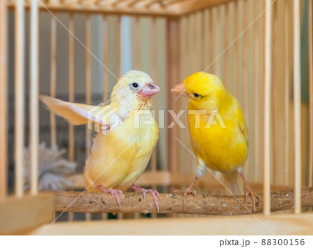 Selective focus. Baby canary learn to fly under the supervision of his mom. Feeding a baby canary. 88300156