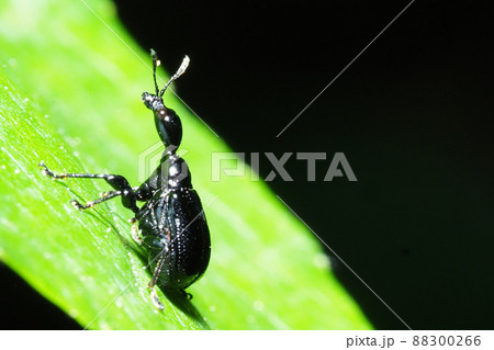 エゴツルクビオトシブミ（メス） 88300266