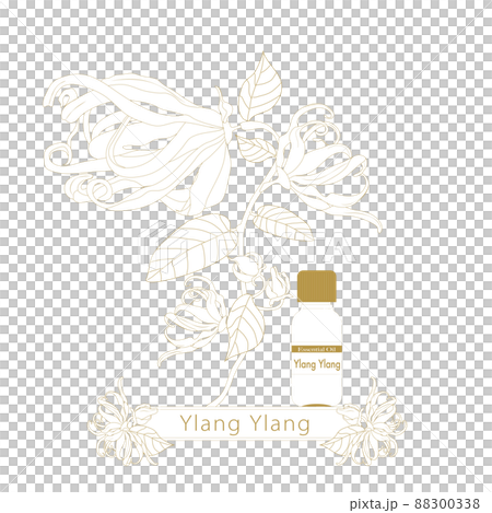 Ylang Ylang line drawing, essential oil bottle, ylang ylang 88300338