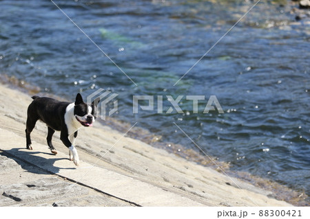 水辺を嬉しそうに軽やかに散歩する愛犬ボストンテリアのマイティくん 88300421