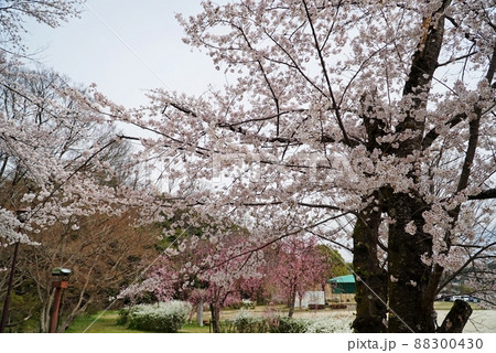 水源公園の満開の桜並木 88300430