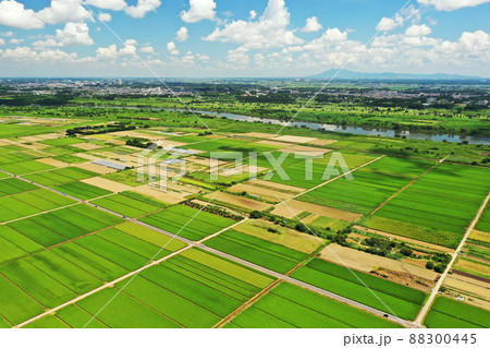 千葉県我孫子市の水田風景の空撮 88300445