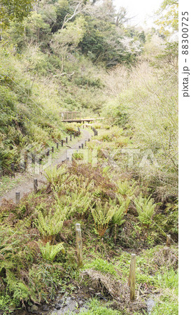 湘南三浦半島の神奈川県三浦市の秘境の小網代の森の春 湘南三浦半島の神奈川県三浦市の秘境の小網代の森の春 88300725