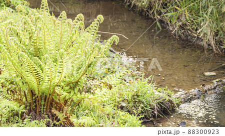 湘南三浦半島の神奈川県三浦市の秘境の小網代の森の春 88300923