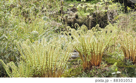 湘南三浦半島の神奈川県三浦市の秘境の小網代の森の春 88301052