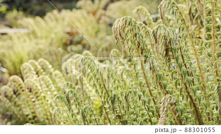 湘南三浦半島の神奈川県三浦市の秘境の小網代の森の春 88301055