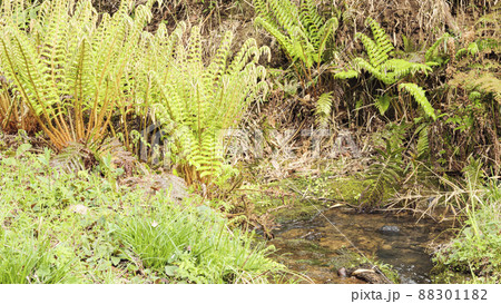 湘南三浦半島の神奈川県三浦市の秘境の小網代の森の春 88301182