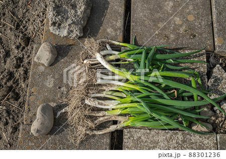 ネギの植え替え 九条ねぎ ネギの植え替え 九条ねぎ 88301236