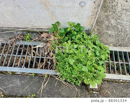 ミチタネツケバナ(と思われる)の花とその他の植物たち/The plants ミチタネツケバナ(と思われる)の花とその他の植物たち/The plants 88301334