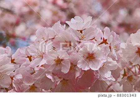 満開のソメイヨシノ 88301343