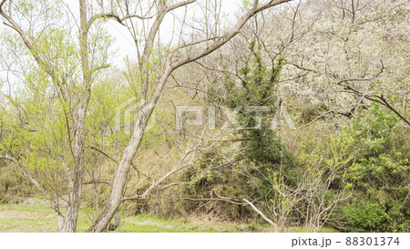 湘南三浦半島の神奈川県三浦市の秘境の小網代の森の春 88301374
