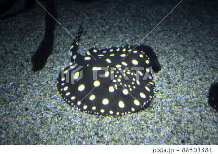 ホワイトブラチェドリバースティングレイ 88301381