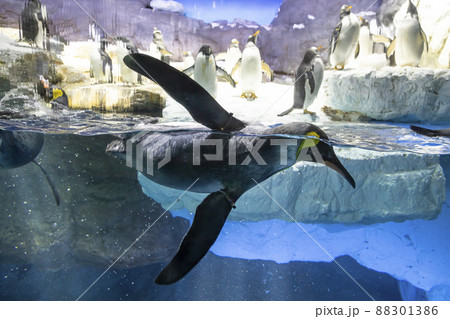 水面を泳ぐオウサマペンギン 88301386