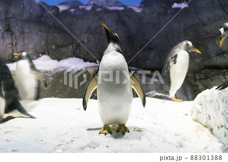 ジェンツーペンギン ジェンツーペンギン 88301388