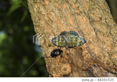 スミナガシ 88301525