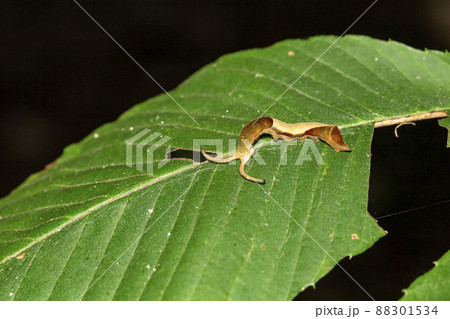 スミナガシの幼虫 88301534