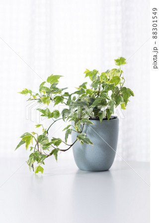 観葉植物　アイビー  へデラ 88301549