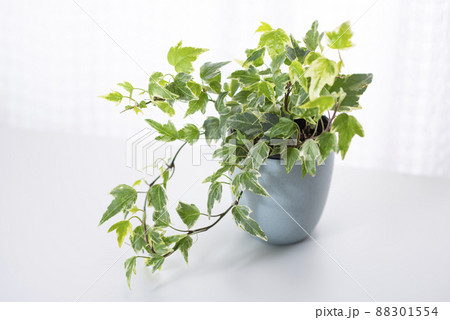観葉植物 アイビー へデラ 観葉植物 アイビー へデラ 88301554