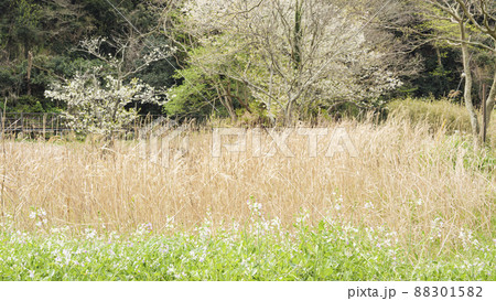 湘南三浦半島の神奈川県三浦市の秘境の小網代の森の春 湘南三浦半島の神奈川県三浦市の秘境の小網代の森の春 88301582
