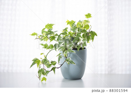 観葉植物 アイビー  へデラ 観葉植物 アイビー  へデラ 88301594