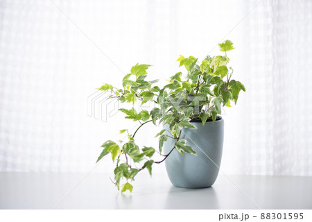 観葉植物 アイビー  へデラ 観葉植物 アイビー  へデラ 88301595