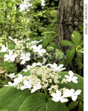 満開のオオカメノキ 88301625